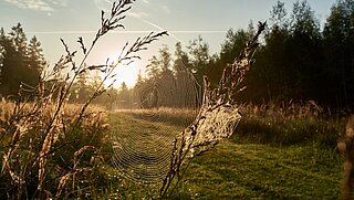 Spinnennetz in der Natur