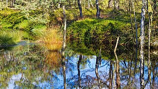 Stehendes Gewässer und Laubbäume in Moorlandschaft