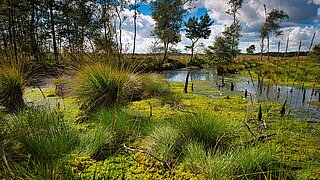 Moorloch Lüneburger Heide